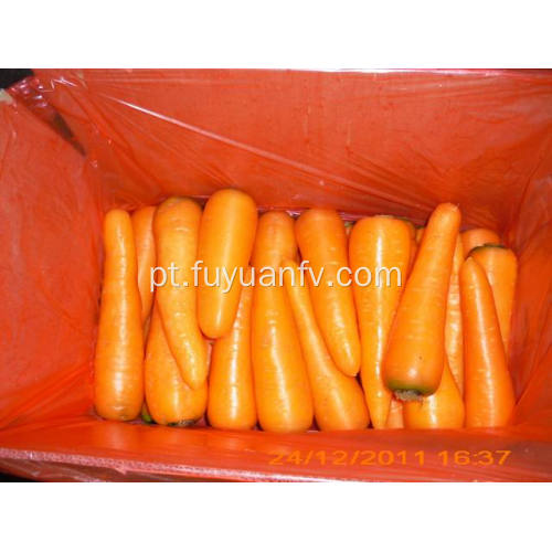 Cenoura fresca de Shandong começando